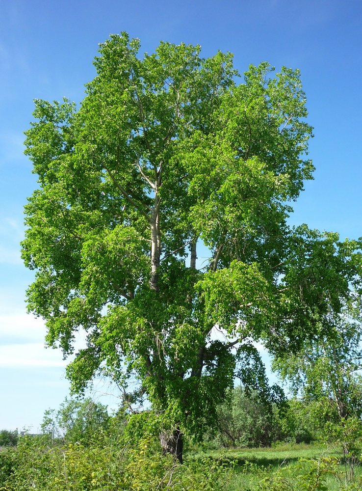 Изображение особи Populus × sibirica.