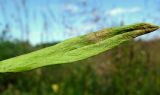 Linaria vulgaris