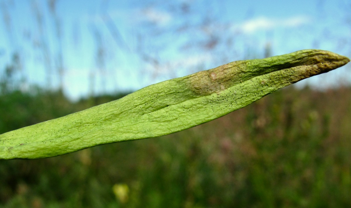 Изображение особи Linaria vulgaris.