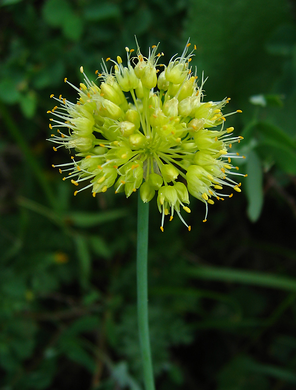 Изображение особи Allium flavidum.