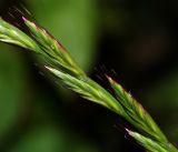 Lolium multiflorum. Нераскрывшиеся соцветия. Московская обл., Раменский р-н, окр. ж.-д. платформы Хрипань, просека под ЛЭП. 11.09.2015.