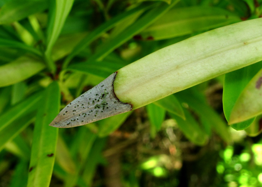 Изображение особи Podocarpus macrophyllus.