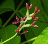 Juglans mandshurica