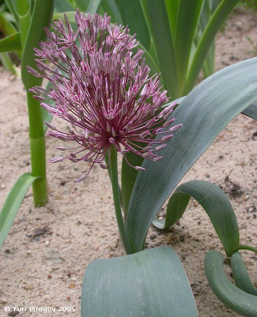 Image of Allium nevskianum specimen.