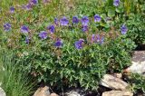 Geranium gymnocaulon