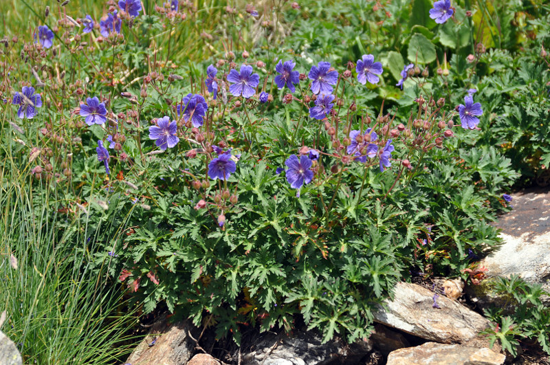 Image of Geranium gymnocaulon specimen.