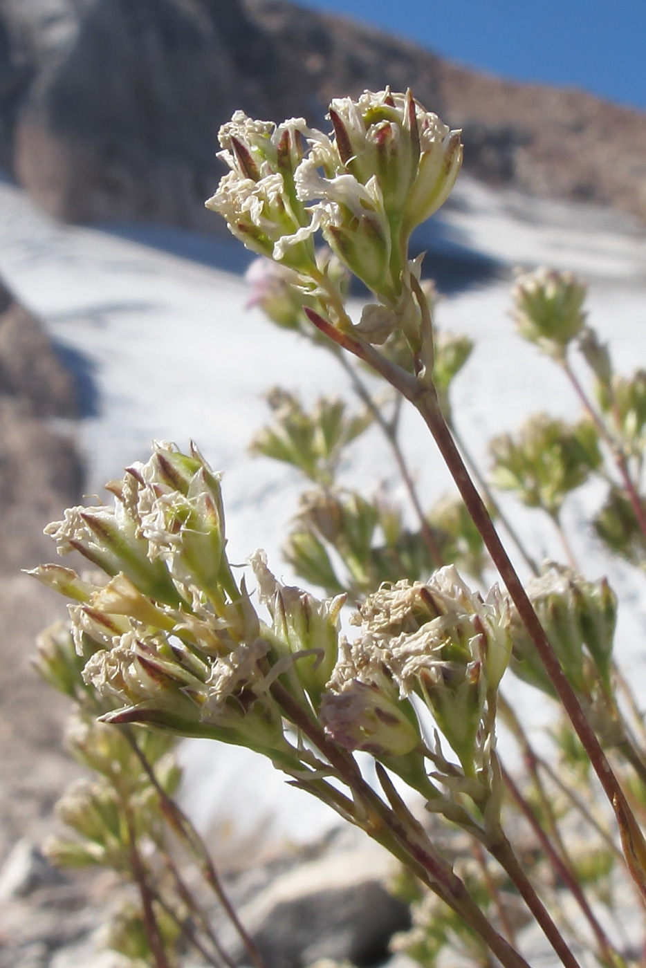 Image of Gypsophila tenuifolia specimen.