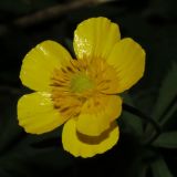 Ranunculus cassubicus