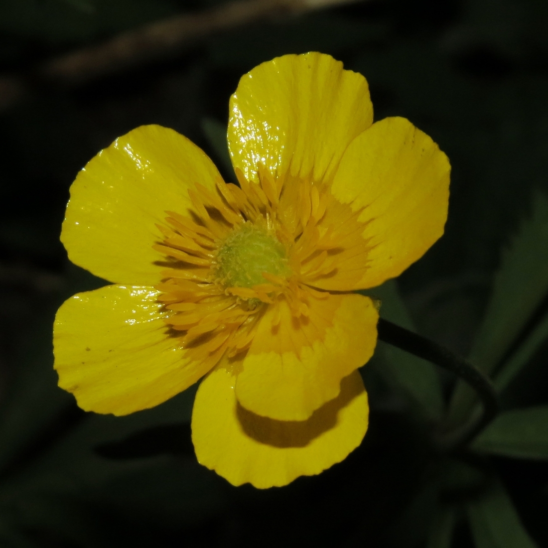 Изображение особи Ranunculus cassubicus.