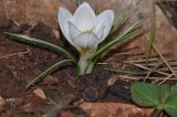 Crocus hyemalis