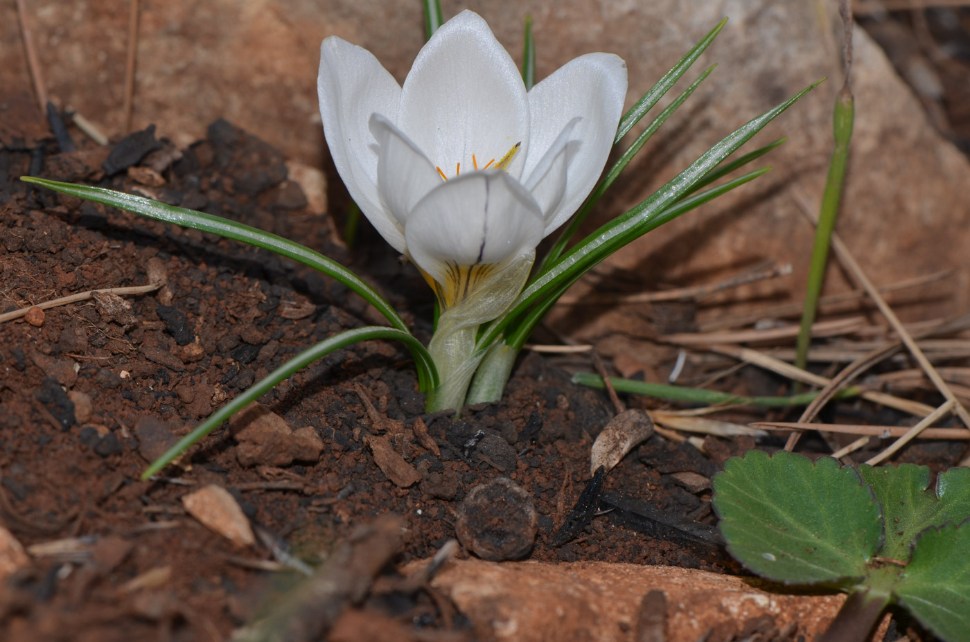 Изображение особи Crocus hyemalis.
