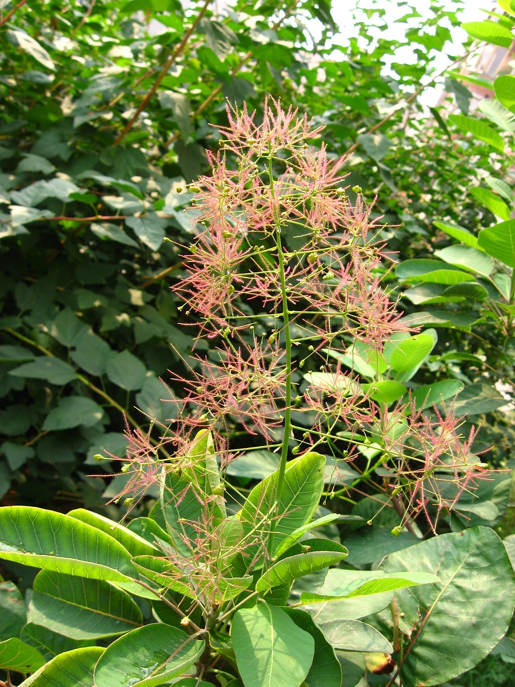 Image of Cotinus coggygria specimen.