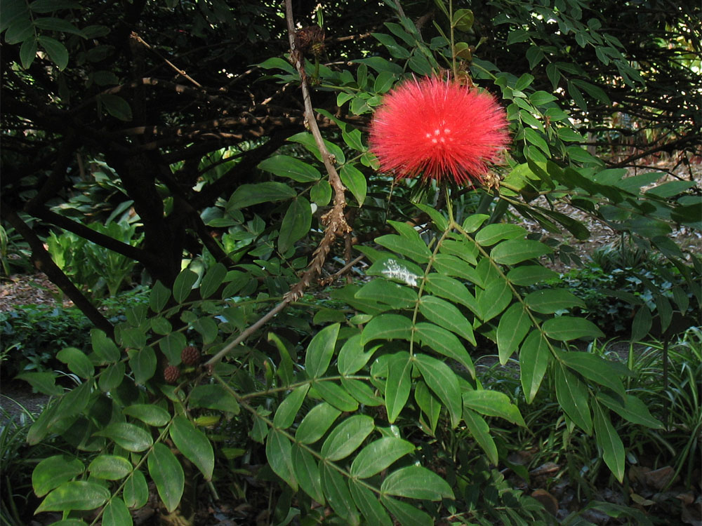 Image of Calliandra haematocephala specimen.