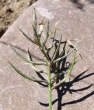 Astragalus karkarensis