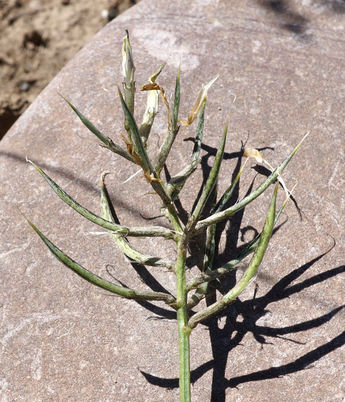 Изображение особи Astragalus karkarensis.