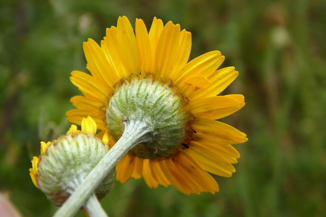 Image of Anthemis tinctoria specimen.