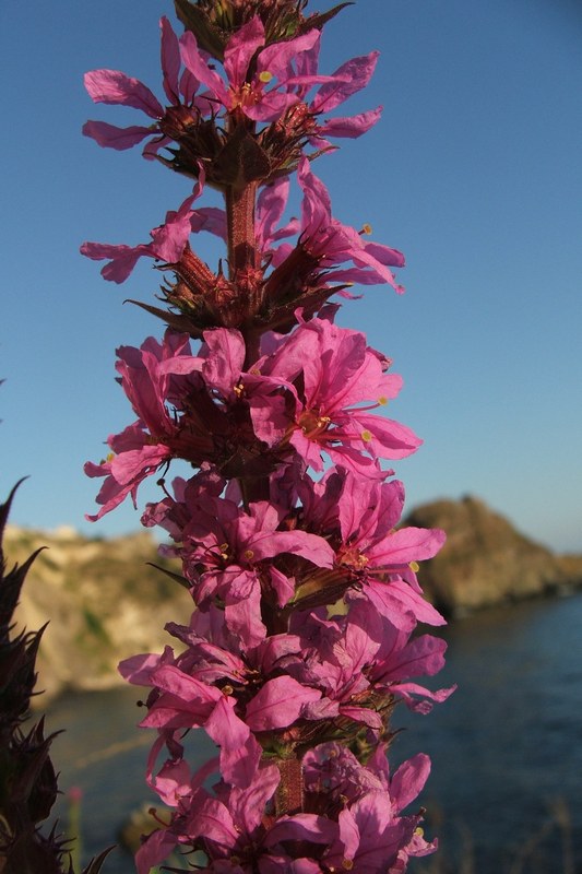 Image of Lythrum intermedium specimen.