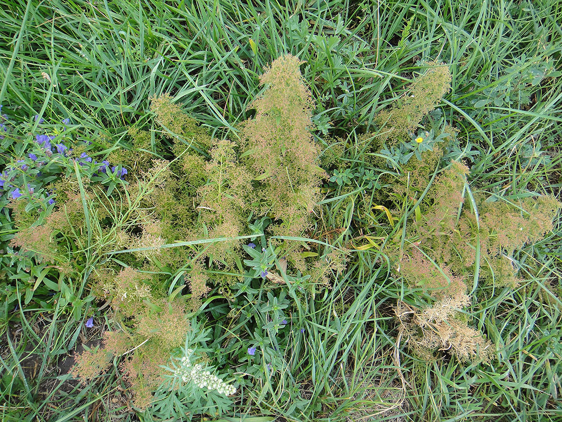 Image of Teloxys aristata specimen.