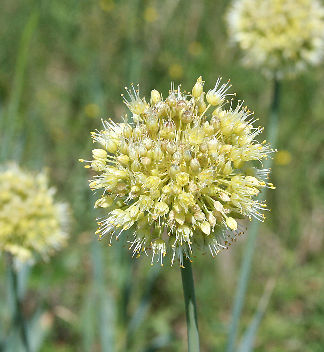 Изображение особи Allium obliquum.