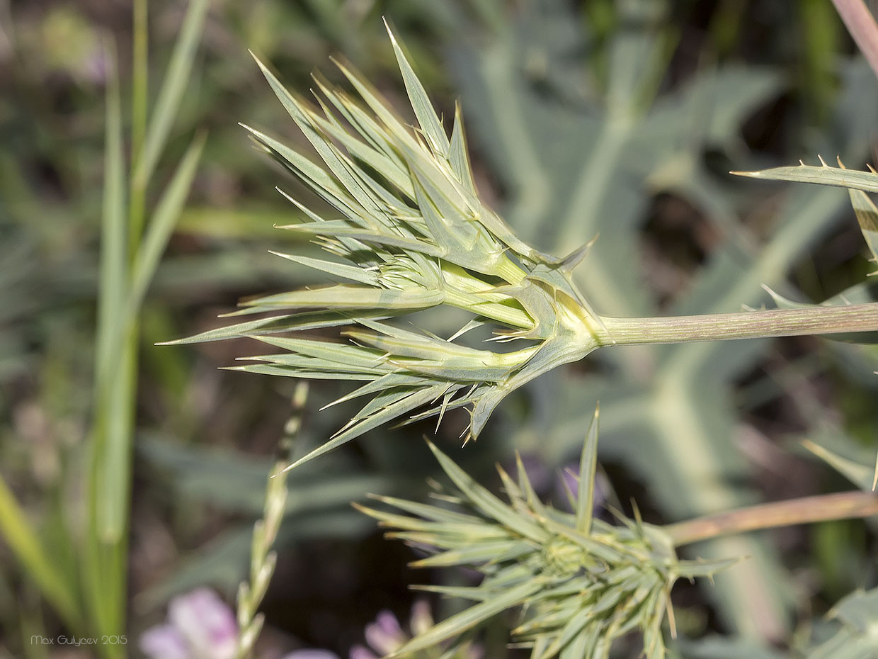 Изображение особи Eryngium campestre.