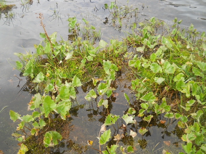 Изображение особи Petasites frigidus.