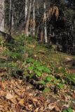 Aruncus sylvestris