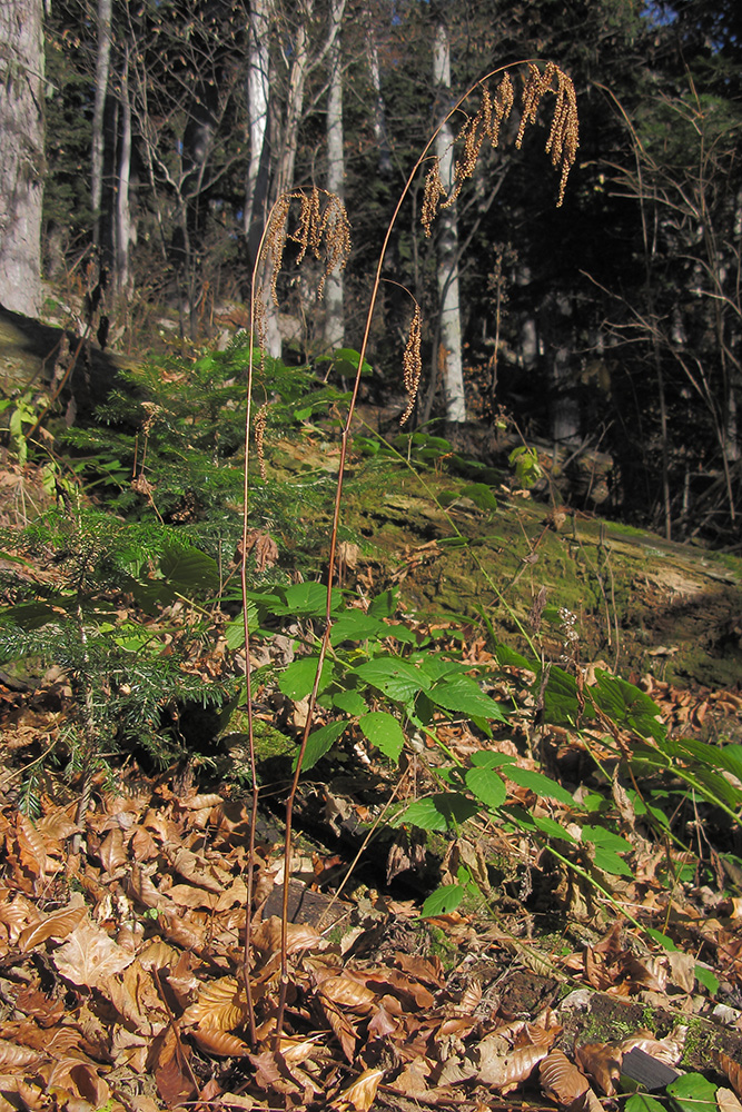 Изображение особи Aruncus sylvestris.