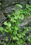 Ribes biebersteinii. Ветви расцветающего кустарника. Карачаево-Черкесия, окр. пос. Архыз, хребет Абишира-Ахуба, скалы на субальпийском лугу (выс. около 1800 м н.у.м.). 15.06.2015.