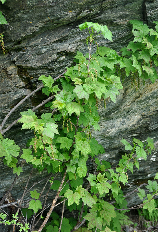 Image of Ribes biebersteinii specimen.