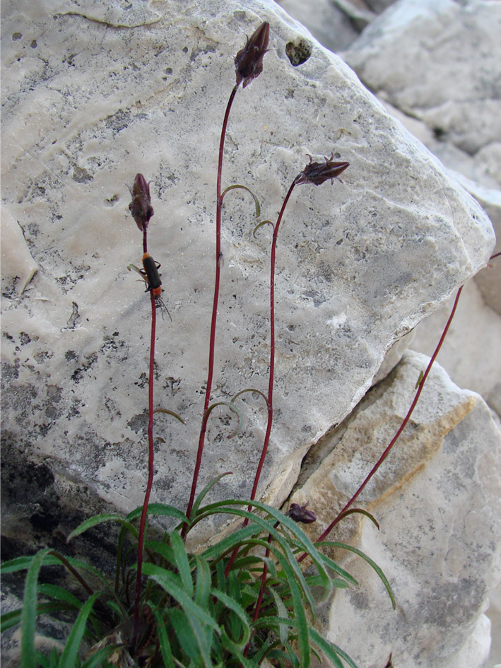 Image of Campanula dasyantha specimen.