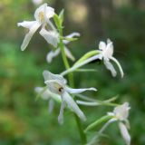 Platanthera bifolia. Часть соцветия. Свердловская обл., окр. г. Североуральск, травяно-моховой сосняк с елью на известняках. 16.07.2008.