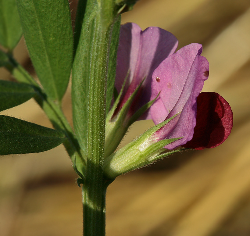 Изображение особи Vicia sativa.