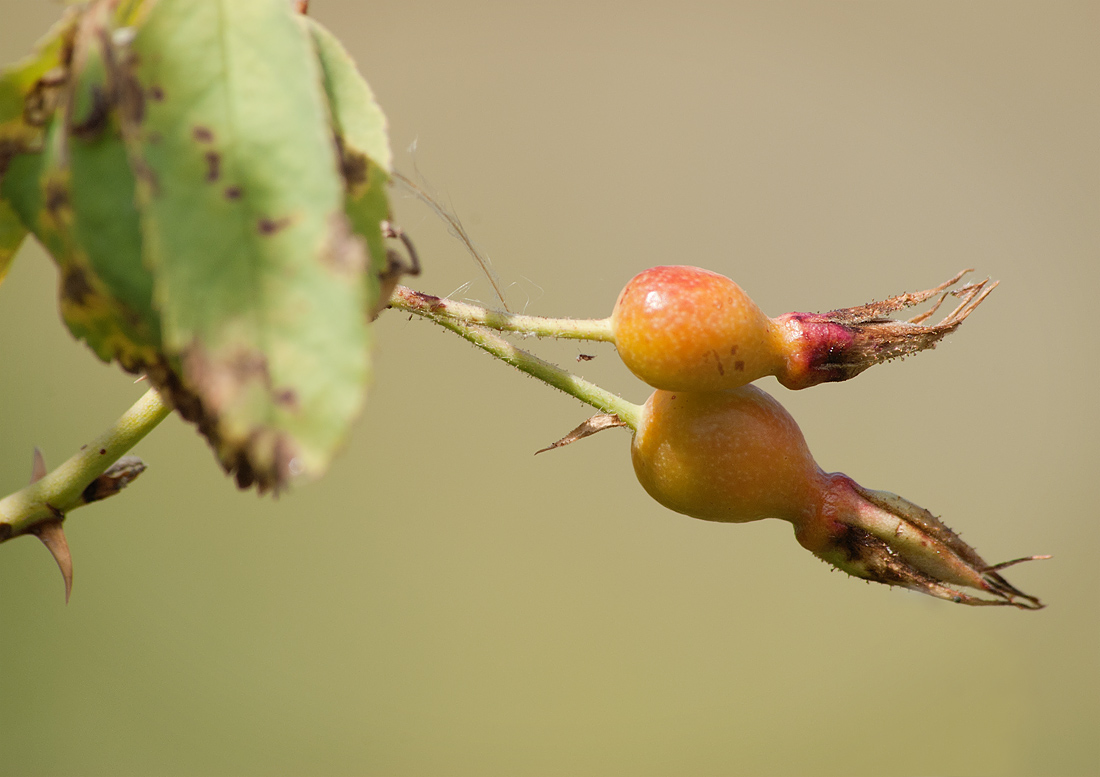 Image of Rosa laxa specimen.