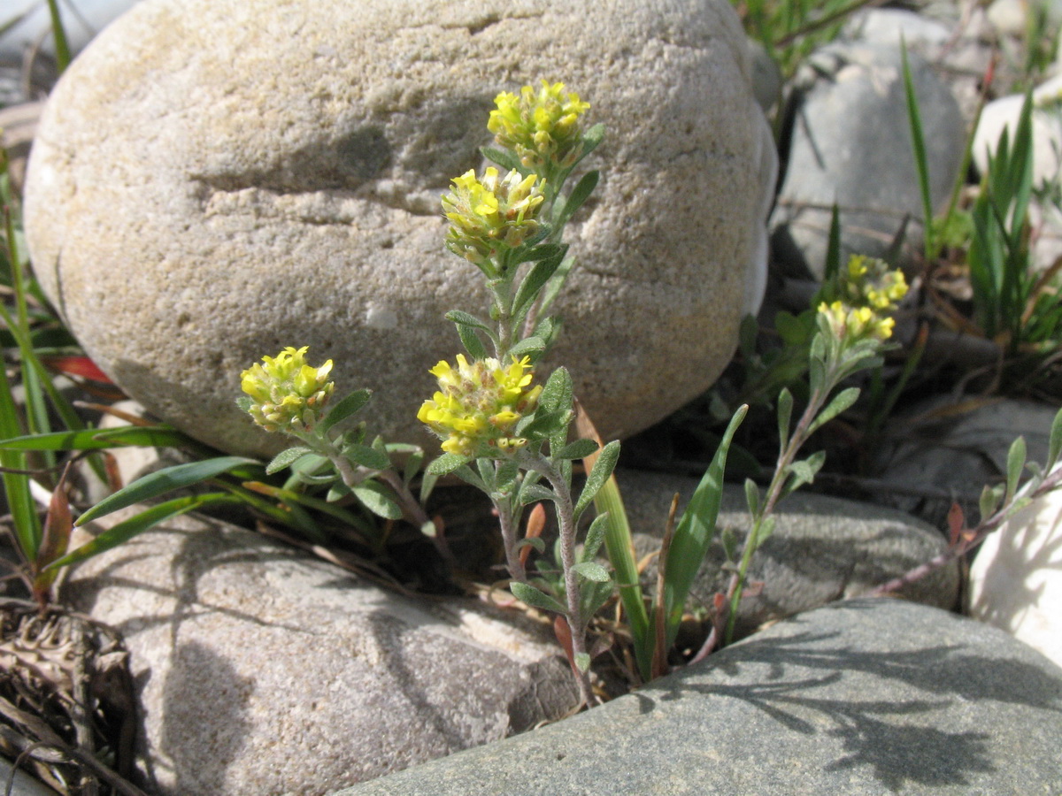 Image of Alyssum turkestanicum var. desertorum specimen.