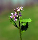 Chorispora tenella