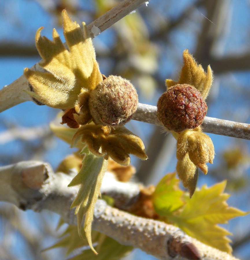 Image of Platanus orientalis specimen.