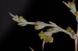 Noaea mucronata