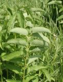 Sanguisorba officinalis