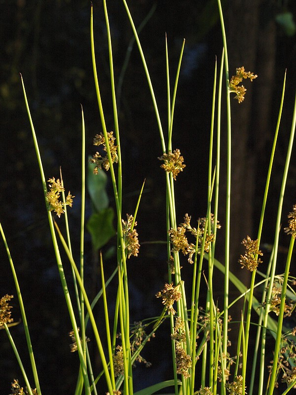 Изображение особи Juncus effusus.