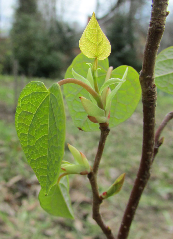 Изображение особи Disanthus cercidifolius.