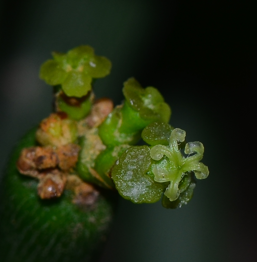 Изображение особи Euphorbia tirucalli.