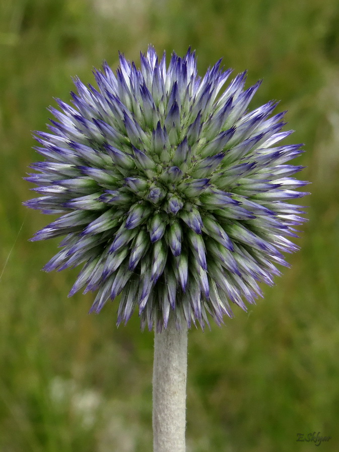 Image of Echinops biebersteinii specimen.