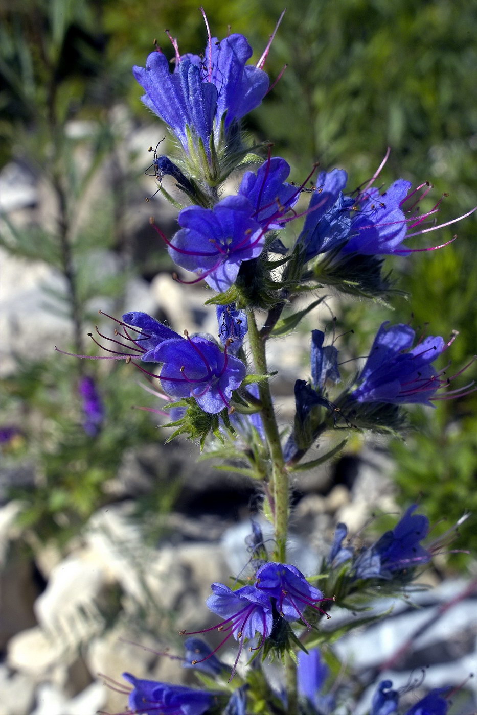 Изображение особи Echium vulgare.