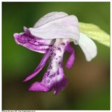 Orchis militaris. Цветок. Республика Татарстан, Верхнеуслонский район, май 2006 г.