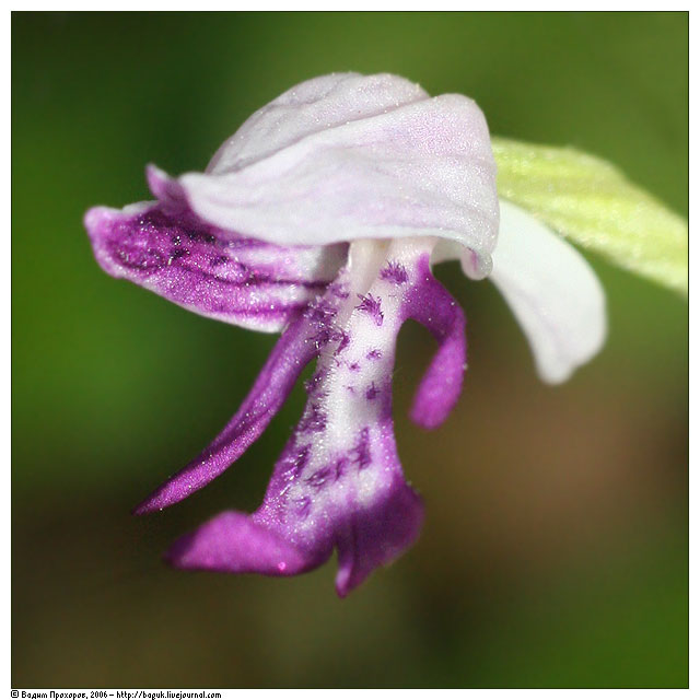 Image of Orchis militaris specimen.