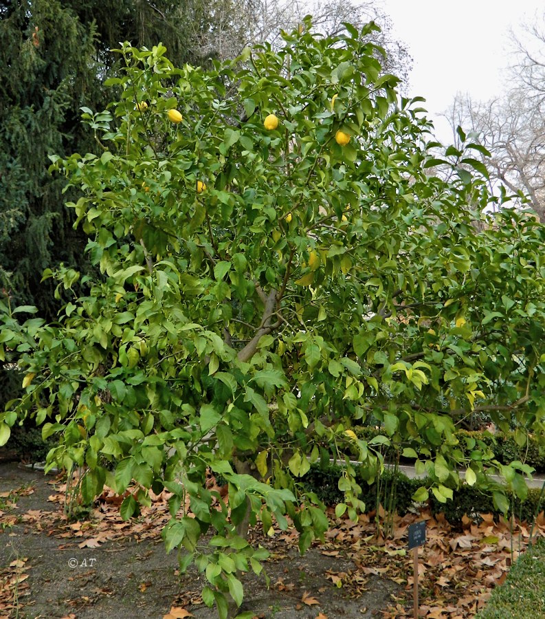 Image of Citrus limon specimen.
