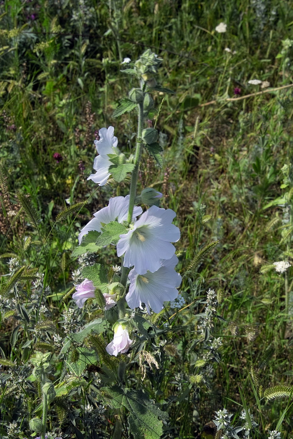 Изображение особи Alcea pallida.