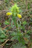 Rhinanthus vernalis. Верхушка цветущего растения. Свердловская обл., окр. г. Североуральск, разнотравная поляна на известняковой скале. 03.09.2006.