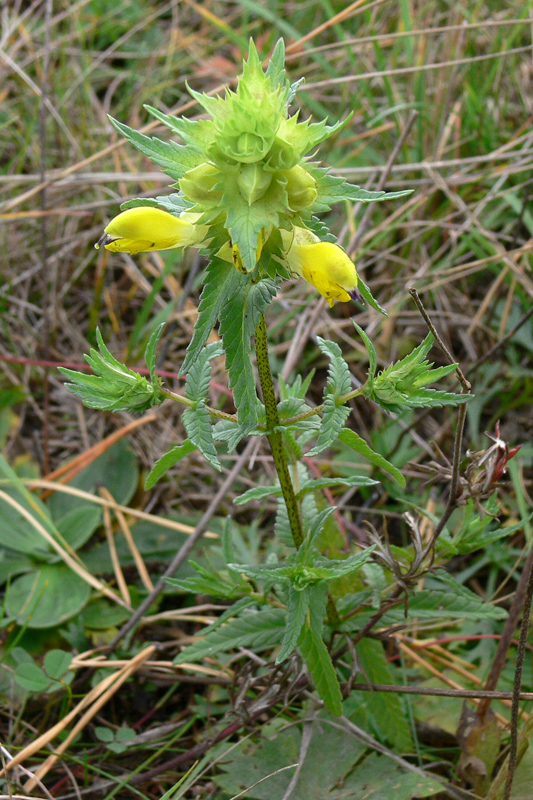 Изображение особи Rhinanthus vernalis.