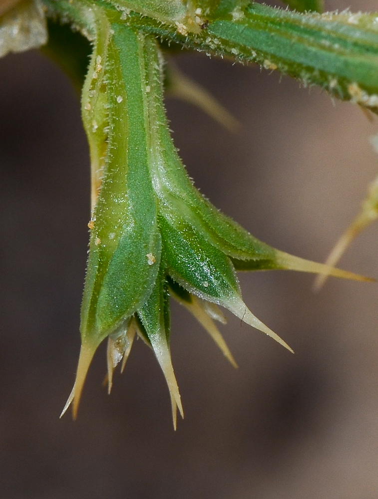 Image of Salsola pontica specimen.